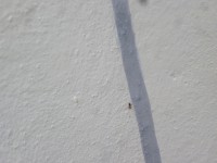 /album/galleria-fotografica/formica-jpg/